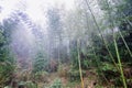 wet woods in mist rainforest in area of Dazhai