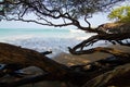 In wet woods of Puako beach