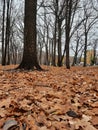 Wet yellow autumn leaves and black branches and crowns of bare trees