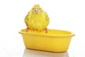 Wet yellow budgie Royalty Free Stock Photo
