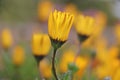 Wet yellow daisy flower