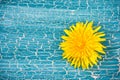 Wet yellow dandelion, closeup image Royalty Free Stock Photo