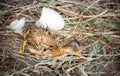 Wet yellow hatched duckling Royalty Free Stock Photo