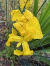 Wet Yellow Iris Flower in the Rain Royalty Free Stock Photo