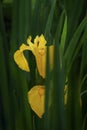 Wet yellow Iris pseudacorus flower