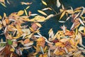 Wet yellow leaves on lake water in autumn, foliage pattern. Abstract October background, colorful seasonal abstraction, natural Royalty Free Stock Photo