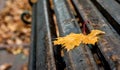 Wet yellow maple leaf on a bench in the park. A rainy autumn day Royalty Free Stock Photo