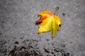 Wet yellow-orange maple leaf on wet asphalt road after rain. Royalty Free Stock Photo