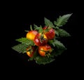 Wet yellow red striped tomatoes on black background with water drops Royalty Free Stock Photo