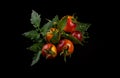 Wet yellow red striped tomatoes on black background with water drops Royalty Free Stock Photo