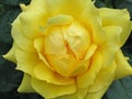 Wet yellow rose Royalty Free Stock Photo
