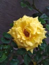 Wet yellow rose looks beautiful and romantic Royalty Free Stock Photo