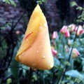 Wet yellow tulip close up Royalty Free Stock Photo