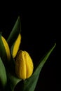 Wet yellow tulip flower in bloom close up still Royalty Free Stock Photo