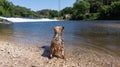 Wet Yorkshire Terrier dog standing on river bank looking over water after swimming. Royalty Free Stock Photo