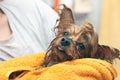 Wet Yorkshire Terrier with its tongue hanging out wrapped in a yellow towel. Small dog after bathing in the ownerÃ¢â¬â¢s hands Royalty Free Stock Photo