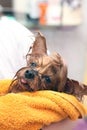 Wet Yorkshire Terrier with its tongue hanging out wrapped in a yellow towel. Small dog after bathing in the ownerÃ¢â¬â¢s hands Royalty Free Stock Photo