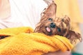 Wet Yorkshire Terrier with its tongue hanging out wrapped in a yellow towel. Small dog after bathing in the ownerÃ¢â¬â¢s hands Royalty Free Stock Photo