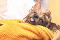 Wet Yorkshire Terrier with its tongue hanging out wrapped in a yellow towel. Small dog after bathing in the ownerÃ¢â¬â¢s hands Royalty Free Stock Photo