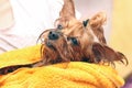 Wet Yorkshire Terrier with its tongue hanging out wrapped in a yellow towel. Small dog after bathing in the ownerÃ¢â¬â¢s hands Royalty Free Stock Photo