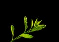 Wet young lime leaves with dark background