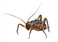 Weta Deinacrida heteracantha Royalty Free Stock Photo