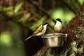 2 White-napped honeyeater standing on a bowl full of water Royalty Free Stock Photo