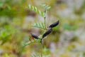 The wetch growing in the pine-wood