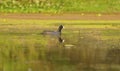 Wetland bird : Common Coot