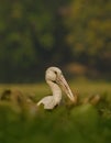 Wetland bird: Open Bill stork