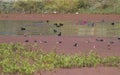 Wetland Birds Common Coot, Common Moorhen, Gadwalls