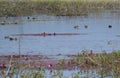 Wetland Birds Common Coot, Common Moorhen, Gadwalls