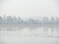 Wetland Birds in Foggy Morning