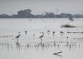 Wetland Birds Intermediate Egret Eurasian Spoonbill Blackwinged Stilt