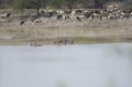 Wetland Birds Northern Pintails and Ruddy Shelducks