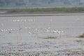 Wetland Birds and Waders in a Lake