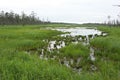 Wetland called Shunkunitai