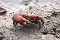 Wetland Crab - Uca arcuata Royalty Free Stock Photo