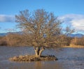 Wetland with different bird species at Aiguamolls d`Emporda