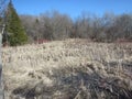 Wetland in early spring in Canada