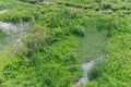 Wetland ecology or green plants grow on flooded areas