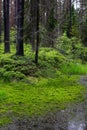 Wetland forest with green carpets of moss. Wooden bridge over the swamp