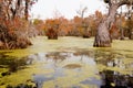 Wetland Forest Merchants Millpond NC State Park US Royalty Free Stock Photo