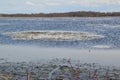 Wetland full of Canada Geese (Branta canadensis) and aquatic plants at Tiny Marsh Royalty Free Stock Photo