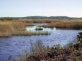 Wetland habitat at St Aidans Nature Park, West Yorkshire, England Royalty Free Stock Photo