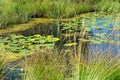 Wetland habitat with water lilies and other aquatic plants