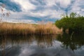 Wetland Haff Reimech in Luxembourg, swamp habitat, nature reserve and biotope, pond with reed Royalty Free Stock Photo