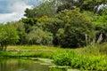 View of a garden with abundant vegetation, trees and a swamp, view of the cloudy sky. Royalty Free Stock Photo