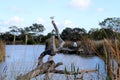 Wetland inside Gateway Sanctuary in Geelong city, Melbourne, Australia (pix SShukla) Royalty Free Stock Photo