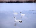 Three white swans swim quietly on the water.